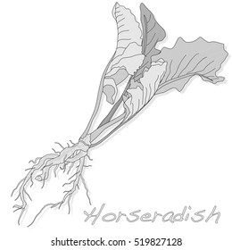 Isolated horseradish root vector on the white background