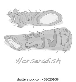 Isolated horseradish root vector on the white background
