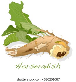 Isolated horseradish root vector on the white background