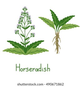 Isolated horseradish vector plant illustration