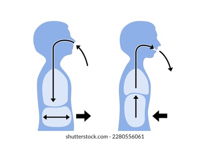 Isolated of human body when breathe in and breathe out in flat vector style.	