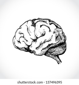 Isolated Human Brain Sketch - Illustration