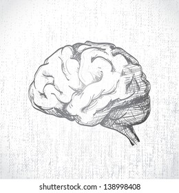 Isolated Human Brain Sketch - Illustration
