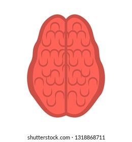Isolated human cut brain image. Vector illustration design