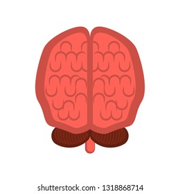 Isolated human cut brain image. Vector illustration design
