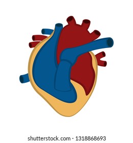 Isolated human cut heart. Vector illustration design