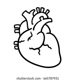 isolated human heart