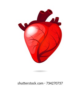 Isolated human heart
