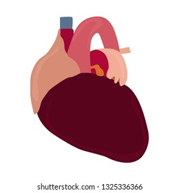Isolated human heart image. Vector illustration design