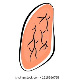 Isolated human lung. Colored sketch. Vector illustration design