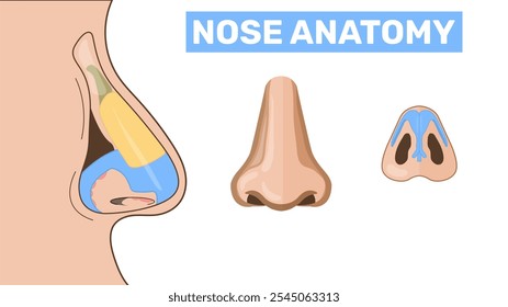 A isolated human nose, Organ of human smell, nose. Nasal anatomy Biology, anatomy of man and human organs, body. Nose, body part, perception of odors from the environment. Side view, medicine, science