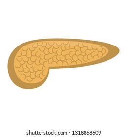 Isolated human pancreas image. Vector illustration design