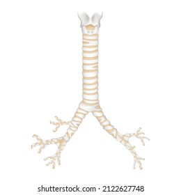 Isolated Human Trachea And Bronchioles. Realistic 3d Vector Illustration Design