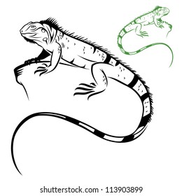 Isolated iguana - vector illustration