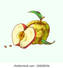 Isolated illustration of an apple. Vector, hand-drawn images.