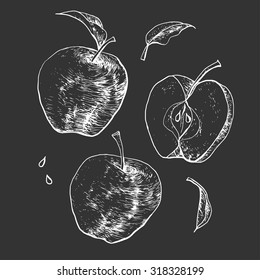 Isolated illustration of an apple. Vector, hand-drawn images.