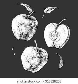 Isolated illustration of an apple. Vector, hand-drawn images.