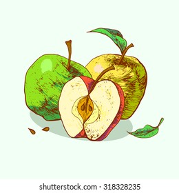 Isolated illustration of an apple. Vector, hand-drawn images.