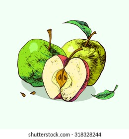 Isolated illustration of an apple. Vector, hand-drawn images.