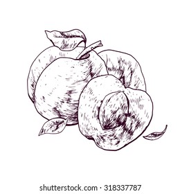 Isolated illustration of apricot. Vector, hand-drawn images.