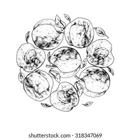 Isolated illustration of apricot. Vector, hand-drawn images.