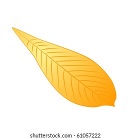Isolated illustration of autumn leaf