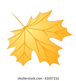 Isolated illustration of autumn maple leaf