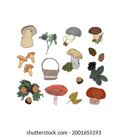 Isolated illustration of autumn set forest mushrooms, nuts, wild berries, cones on a white background. Amanita, chanterelles, porcini mushrooms, lingonberry, shitake, basket, blueberry 