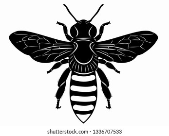 isolated illustration of bee , black and white drawing, white background