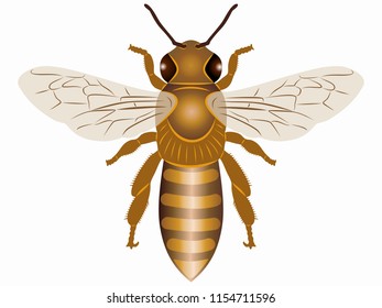 ilustración aislada de abeja , dibujo coloreado, fondo blanco
