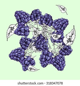 Isolated illustration of a blackberry. Vector, hand-drawn images.