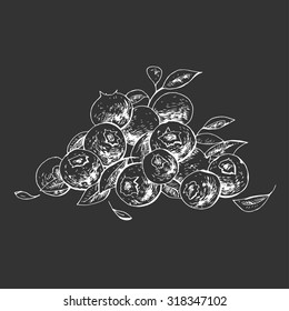 Isolated illustration blueberries. Vector, hand-drawn images.