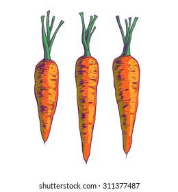 Isolated illustration of a carrot. Vector, hand-drawn images.