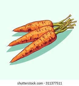 Isolated illustration of a carrot. Vector, hand-drawn images.