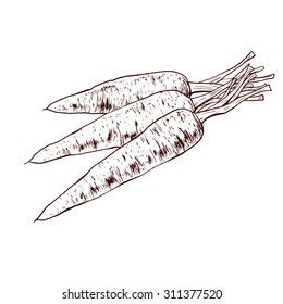 Isolated illustration of a carrot. Vector, hand-drawn images.