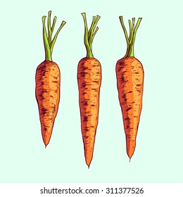 Isolated illustration of a carrot. Vector, hand-drawn images.