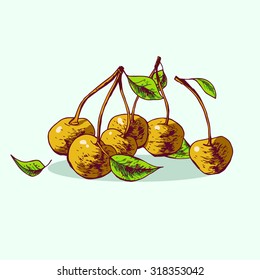 Isolated illustration of a cherry. Vector, hand-drawn images.