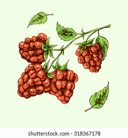 Isolated illustration of cloudberries. Vector, hand-drawn images.