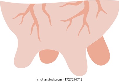 Isolated illustration of a cow udder on a white background