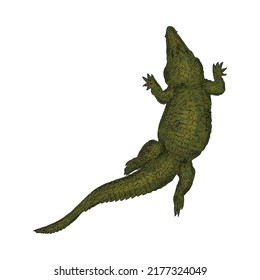 Isolated illustration of a crocodile on a white background. Reptile as a blank for a designer, logo, icon