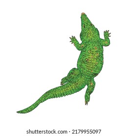 Isolated illustration of a crocodile on a white background. Reptile as a blank for a designer, logo, icon