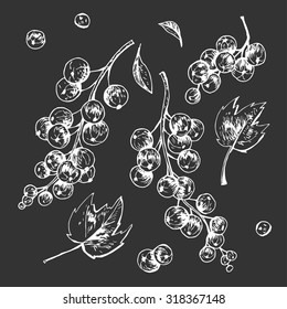 Isolated illustration of currant. Vector, hand-drawn images.