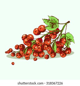 Isolated illustration of currant. Vector, hand-drawn images.