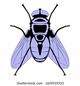 isolated illustration of fly , two colors vector drawing, white background
