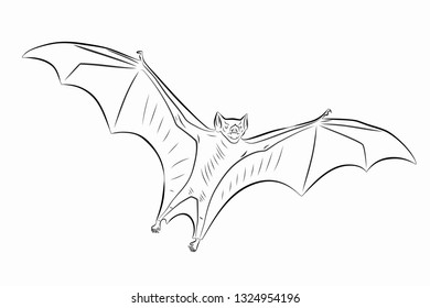 isolated illustration of a flying bat, black and white drawing, white background
