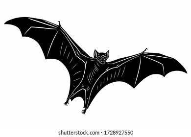 isolated illustration of a flying bat, black and white drawing, white background