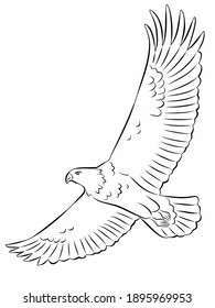 einzelne Illustration fliegender Adler, schwarz-weißer Hintergrund