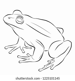 isolated illustration of a frog,  black and white drawing, white background