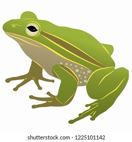 isolated illustration of a frog, colored drawing, white background