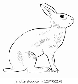 isolated illustration of hare , black and white drawing, white background